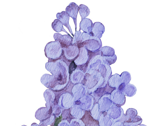 紫色紫藤花素材