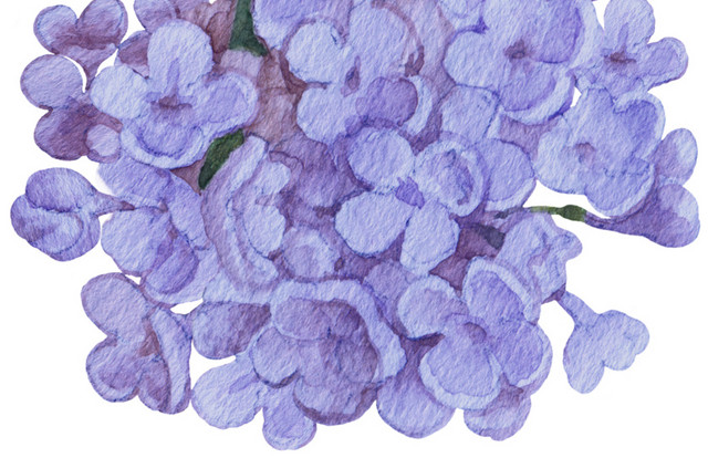 紫色紫藤花素材