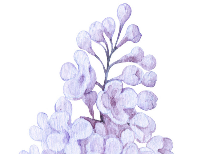 紫色紫藤花素材