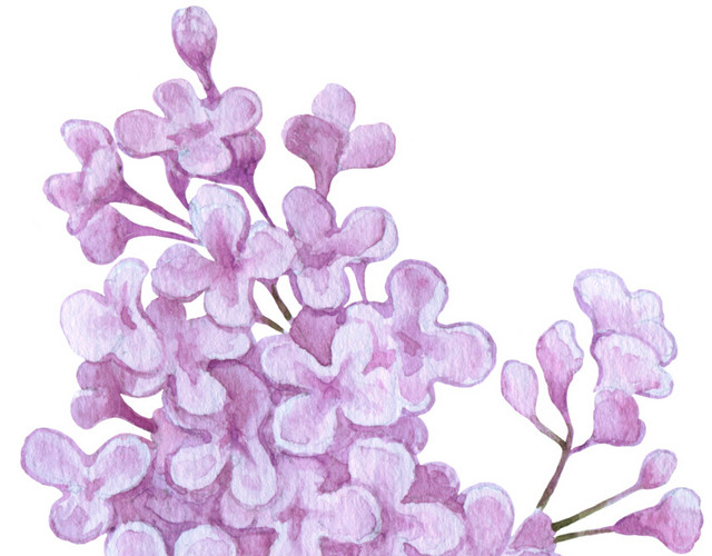 紫色花簇花团素材