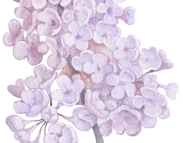 紫色花簇花团素材