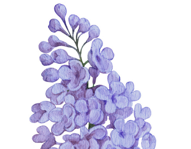紫色紫藤花素材
