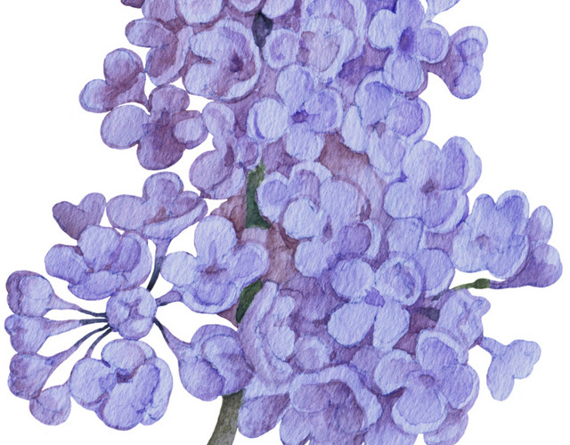 紫色紫藤花素材