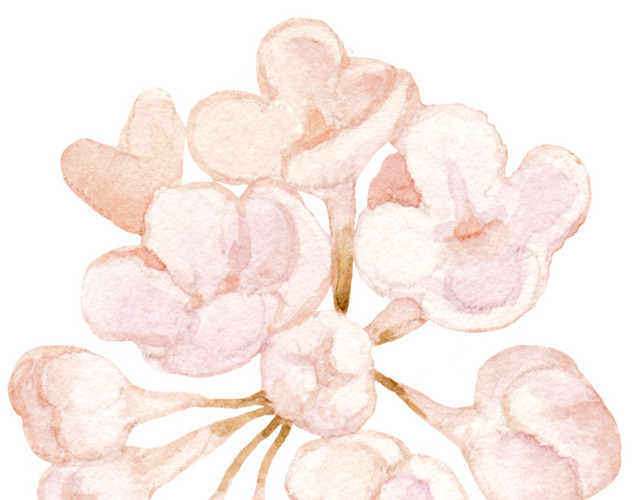 鹅黄色紫藤花素材