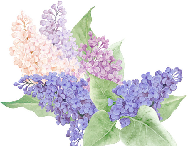 彩色花簇花团素材