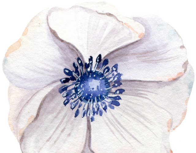 白色花朵素材