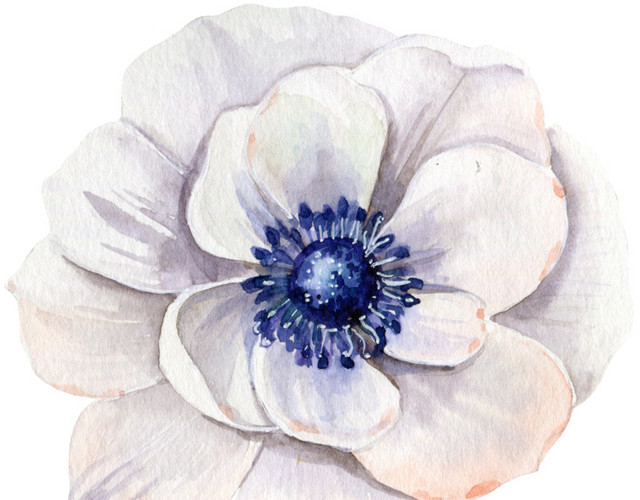 白色花朵素材