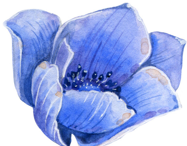 蓝色花朵素材