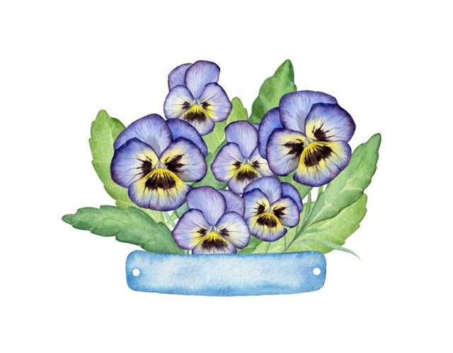 蝴蝶花花叶插画素材