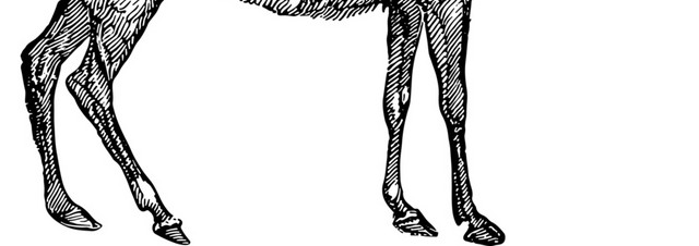 麋鹿黑白钢笔画素材