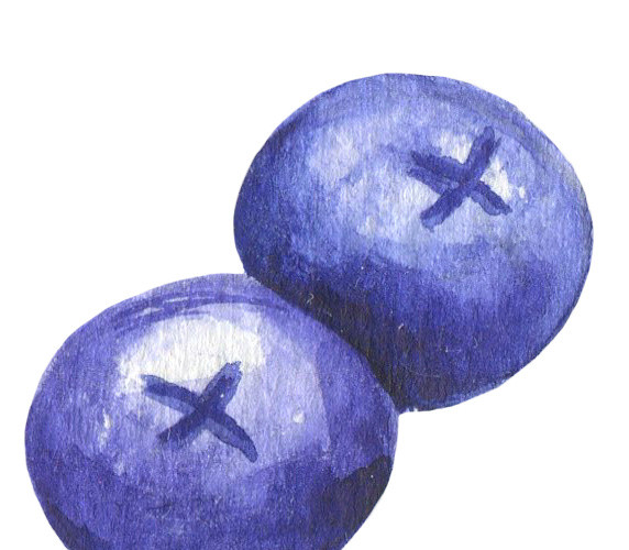 蓝莓彩绘素材