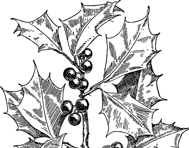 素描植物叶子果实树枝素材