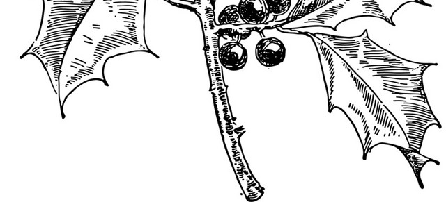 素描植物叶子果实树枝素材