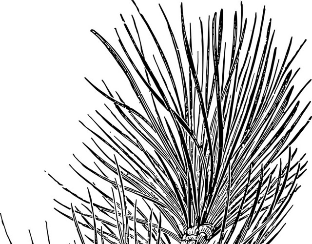 素描植物长条叶子花穗素材