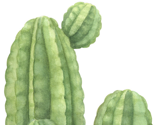 墨绿色仙人球带刺植物素材