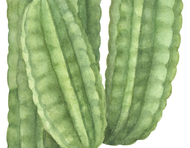 墨绿色仙人球带刺植物素材