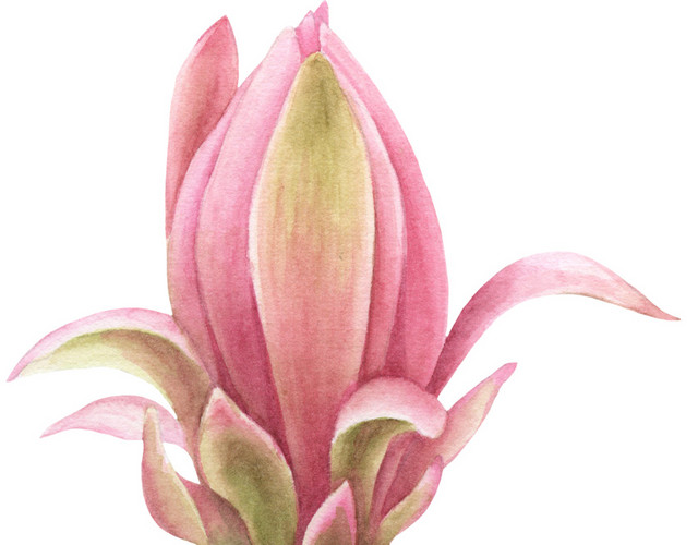 粉色花瓣植物素材