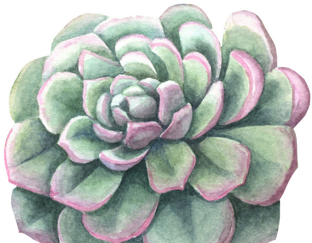紫绿色花朵肉质植物素材