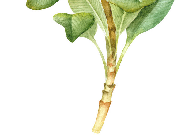 花骨朵绿色叶子根茎植物素材
