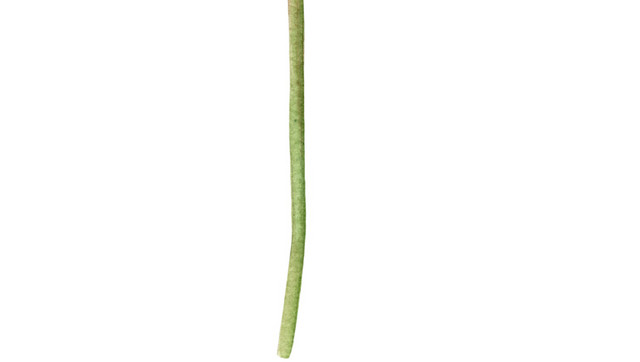 手掌形长条叶子植物素材