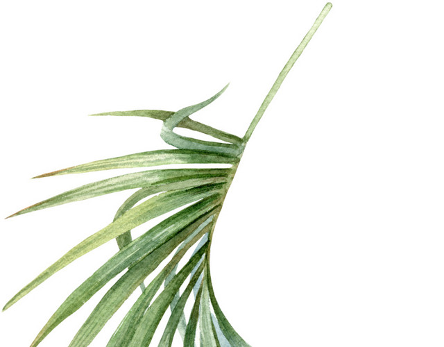 多边形长条叶子植物素材