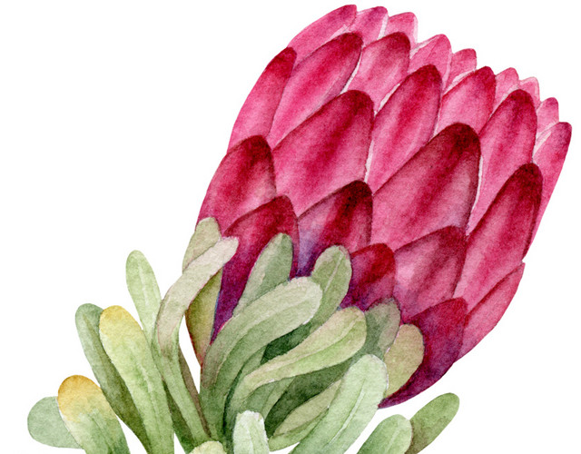 红色花朵绿色叶子植物花素材