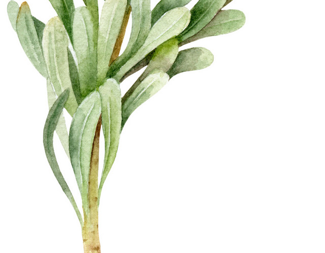 红色花朵绿色叶子植物花素材
