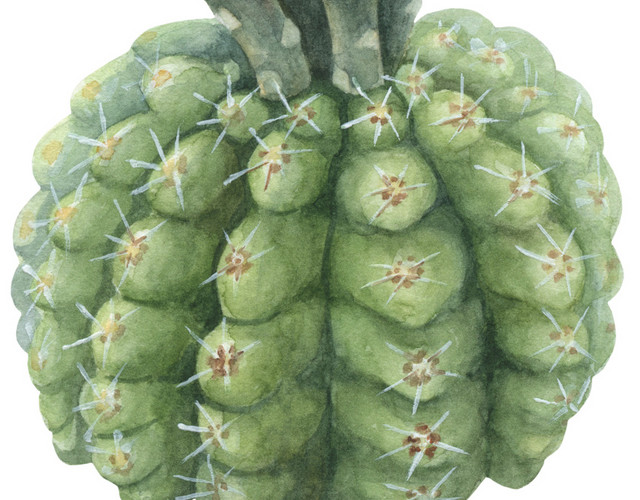 多边形仙人球带刺植物素材