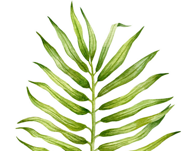 长条多边形叶子枝条植物素材