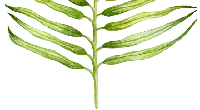 长条多边形叶子枝条植物素材