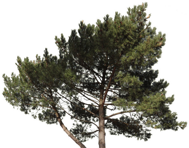 手绘卡通树木素材
