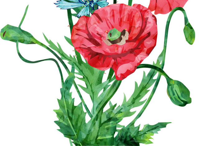 彩色花卉矢量元素红花