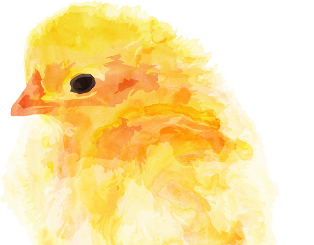 彩色文理矢量元素插画小鸡