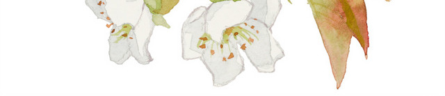 花朵矢量素材