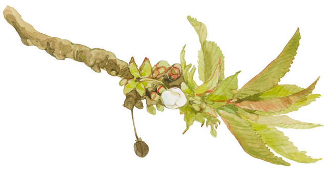 茉莉花朵矢量素材