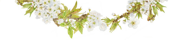 茉莉花环矢量素材