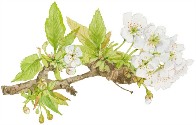 茉莉花朵矢量素材