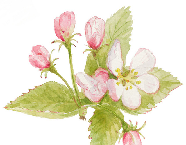 茉莉花朵矢量素材
