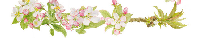 茉莉花框矢量素材