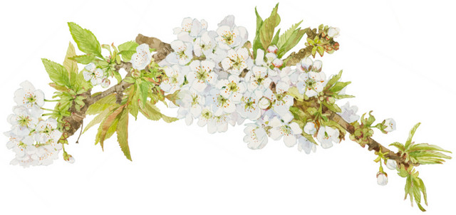 茉莉花朵矢量素材