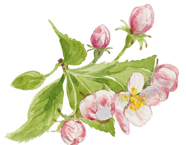 粉色茉莉矢量素材