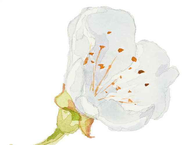 花朵矢量素材