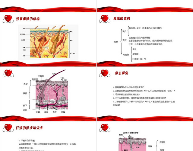 红色简约风皮肤与汗腺分泌皮肤科护理查房PPT模板