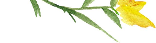 小黄花矢量素材