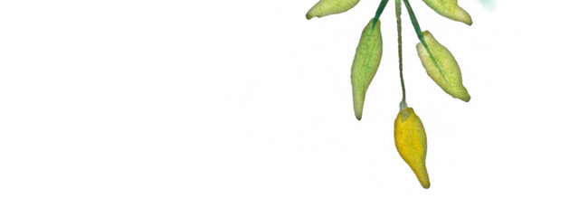 手绘花卉图片