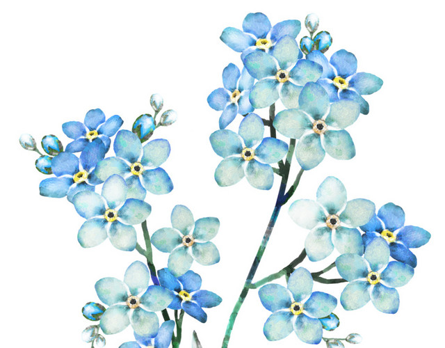 手绘花朵