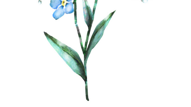 手绘花朵