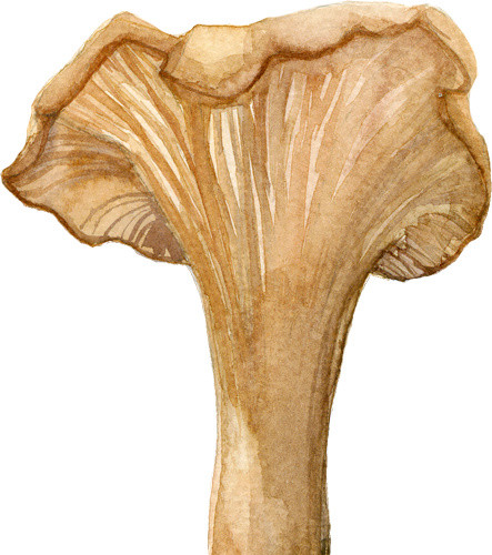 彩色手绘蘑菇菌类插画素材