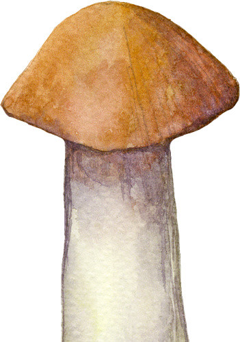 彩色手绘蘑菇菌类插画素材