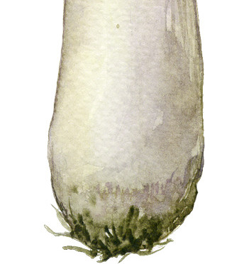 彩色手绘蘑菇菌类插画素材